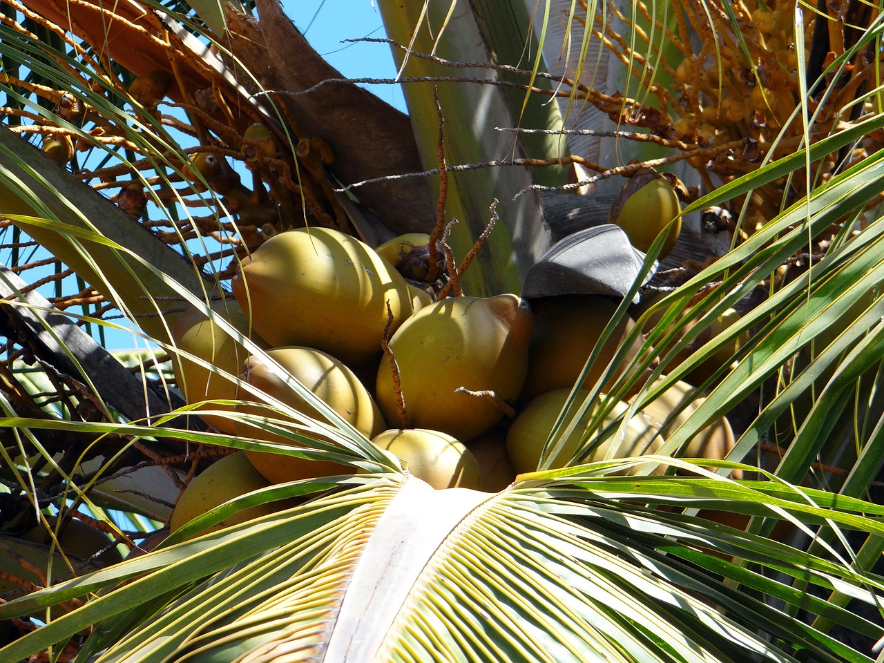 supergro - coconuts