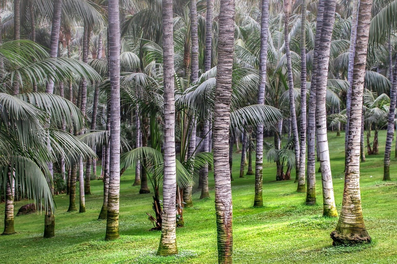supergro - palm trees